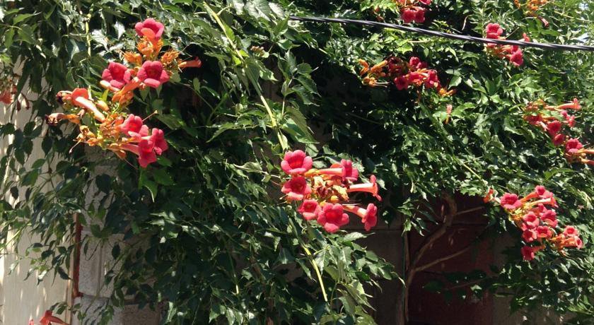 Гостевой дом Guesthouse Khudozhnikov 9 Судак-10