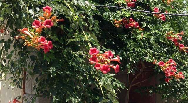 Гостевой дом Guesthouse Khudozhnikov 9 Судак-9